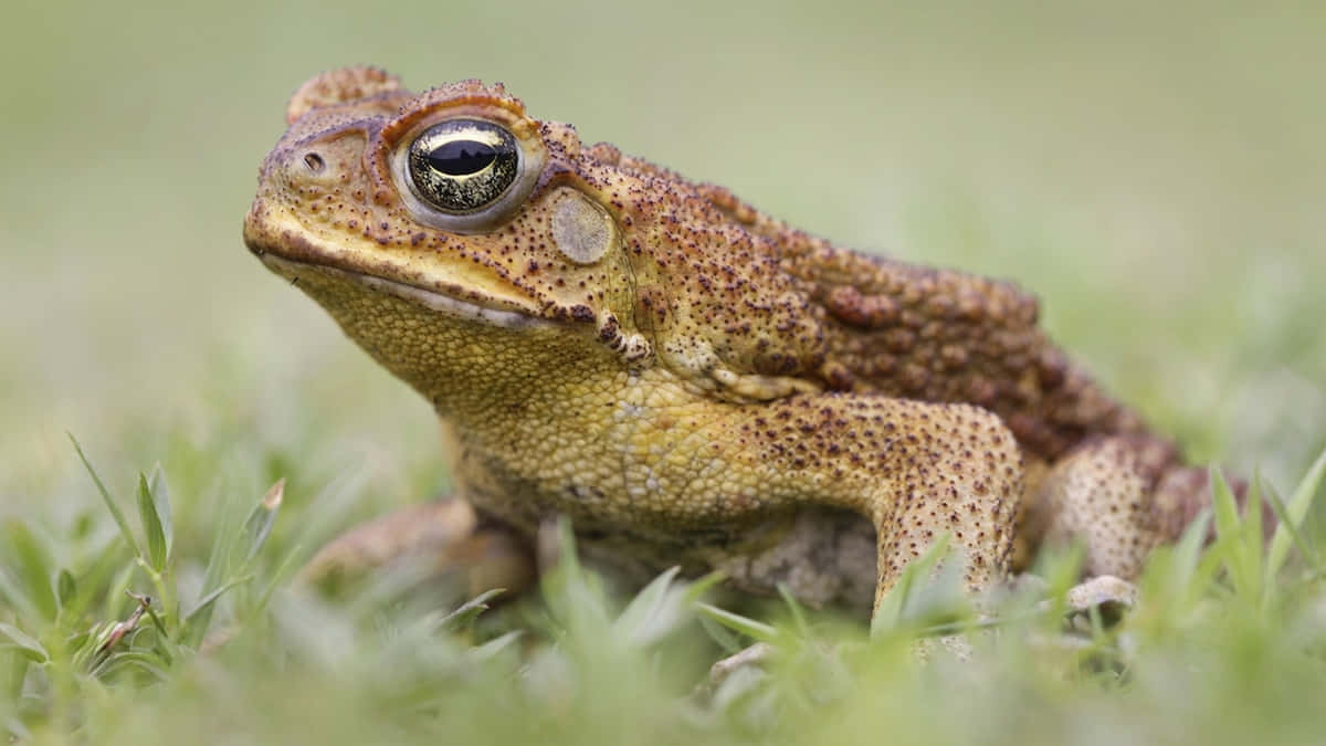 Close Upof True Toadin Grass Wallpaper