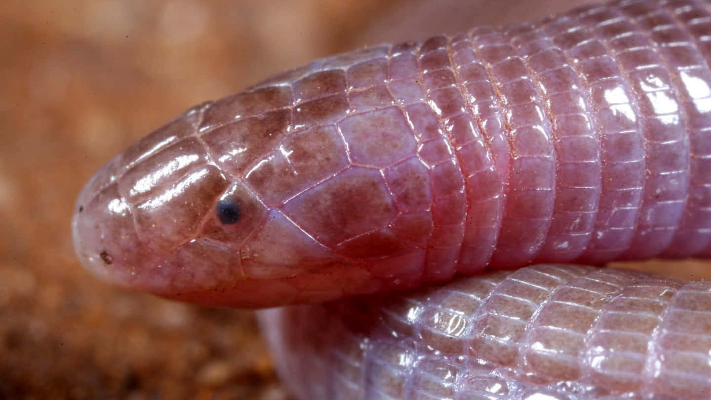 Close Upof Worm Lizard Wallpaper