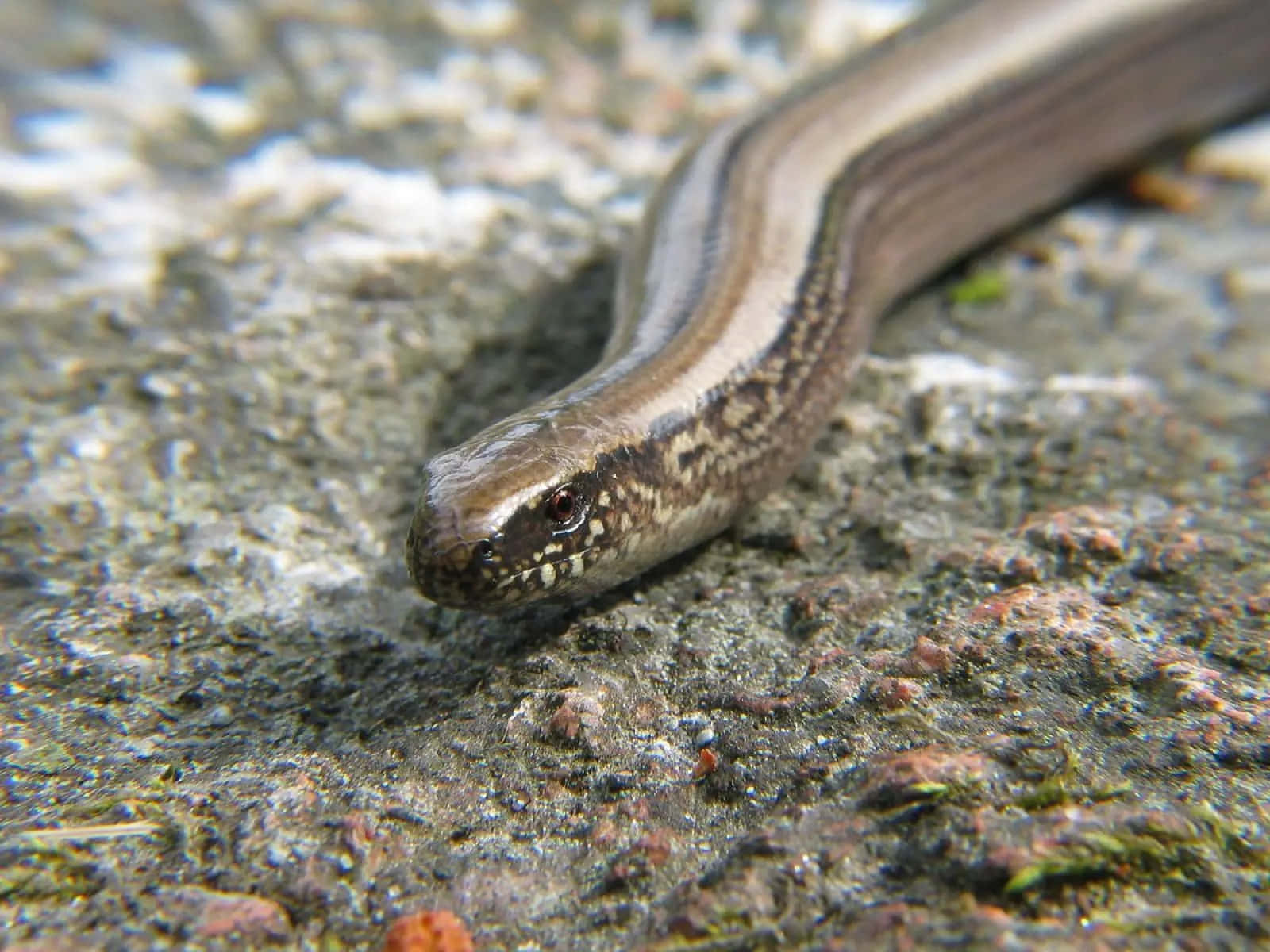 Close Upof Worm Lizard Wallpaper