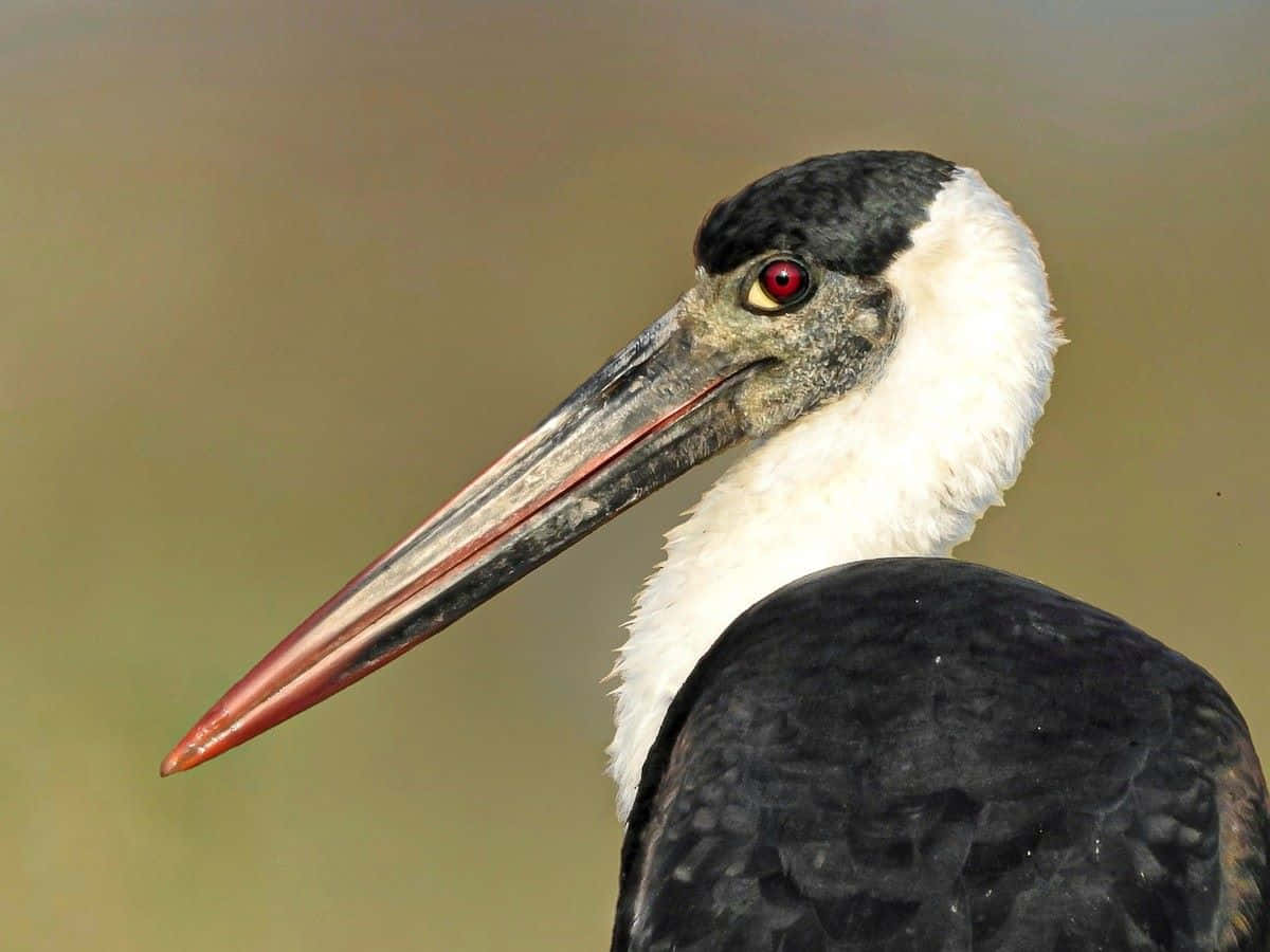 Close Upofa Stork Portrait Wallpaper