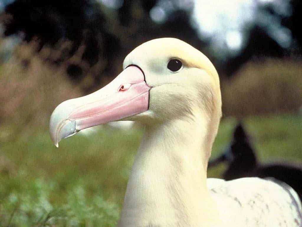 Closeup Albatross Head Wallpaper