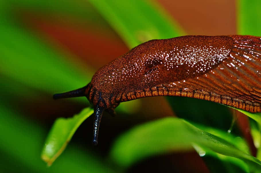 Closeup Brown Leech Nature Wallpaper