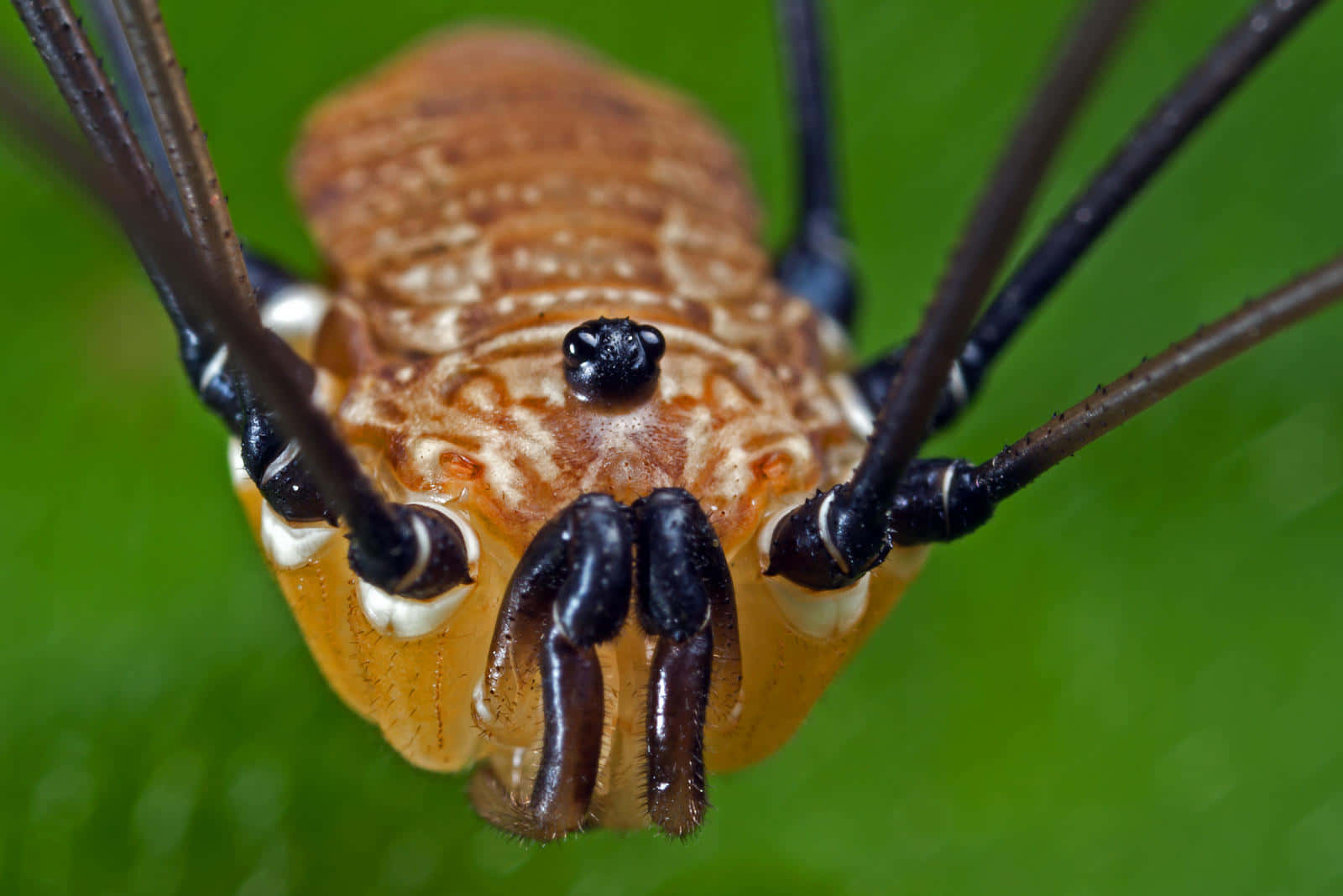 Closeup Harvestman Spider Wallpaper