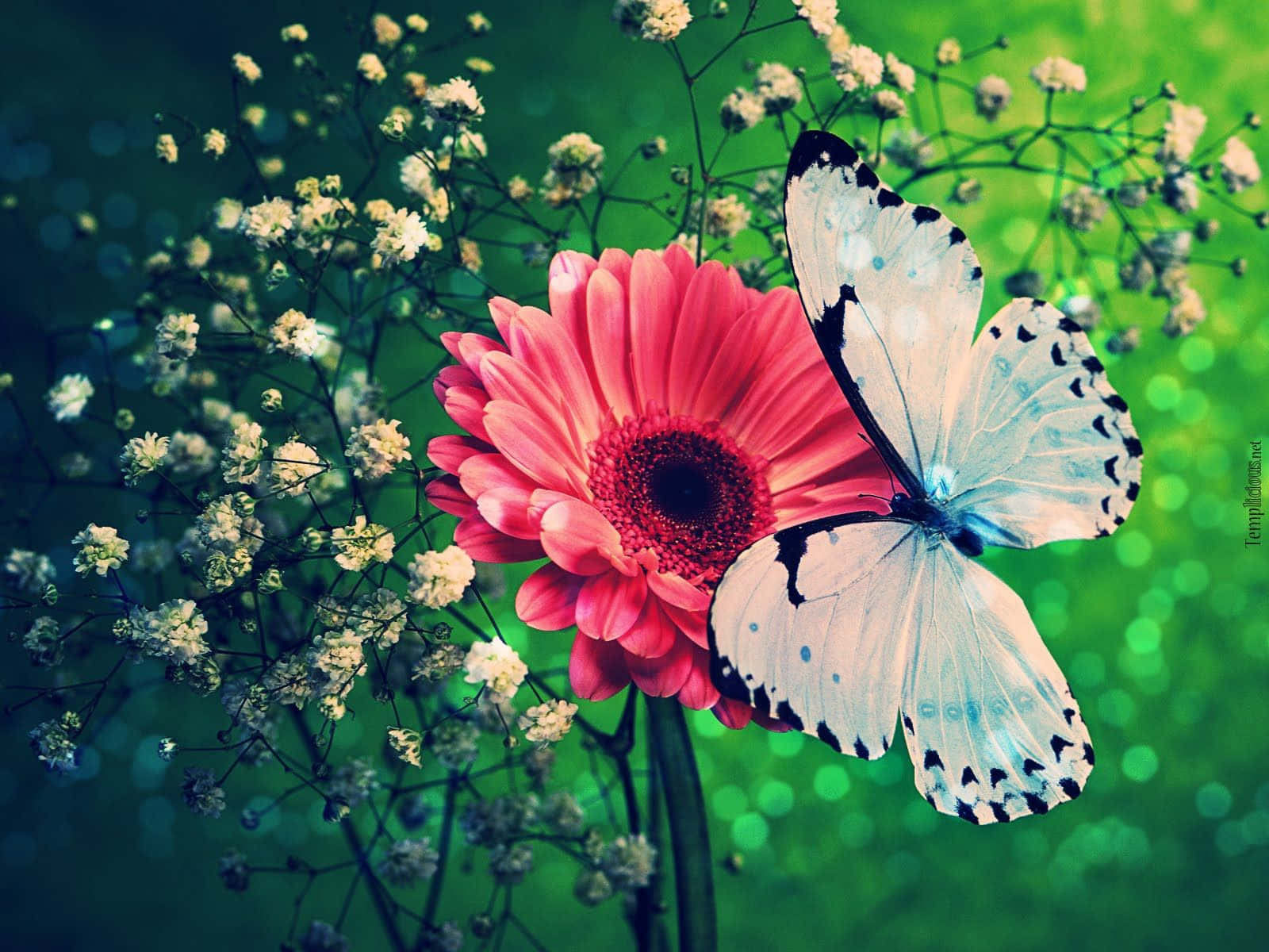 Closeup Of A Bright Orange Butterfly Wallpaper