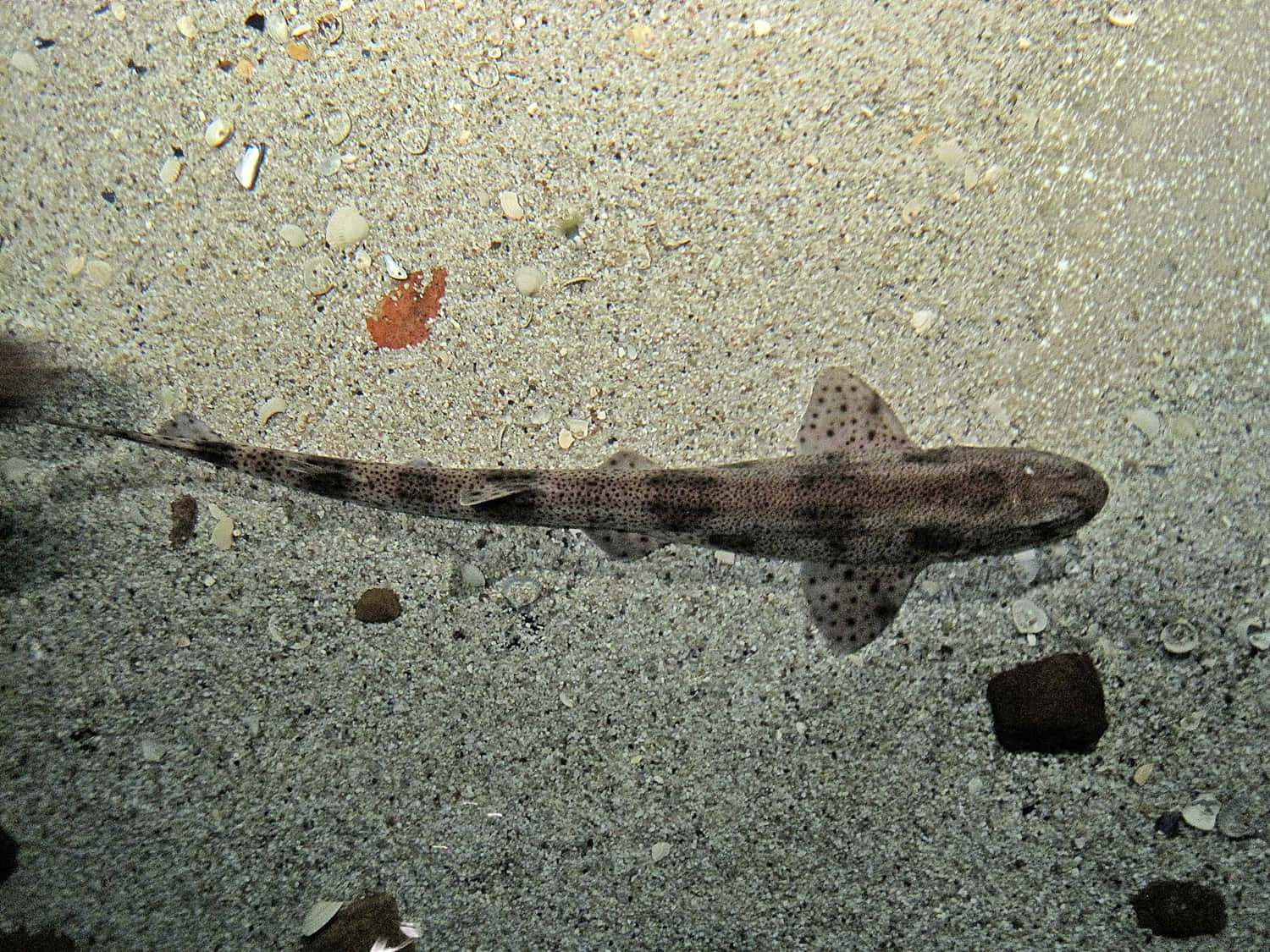 Closeup Of A Stunning Catshark Underwater Wallpaper