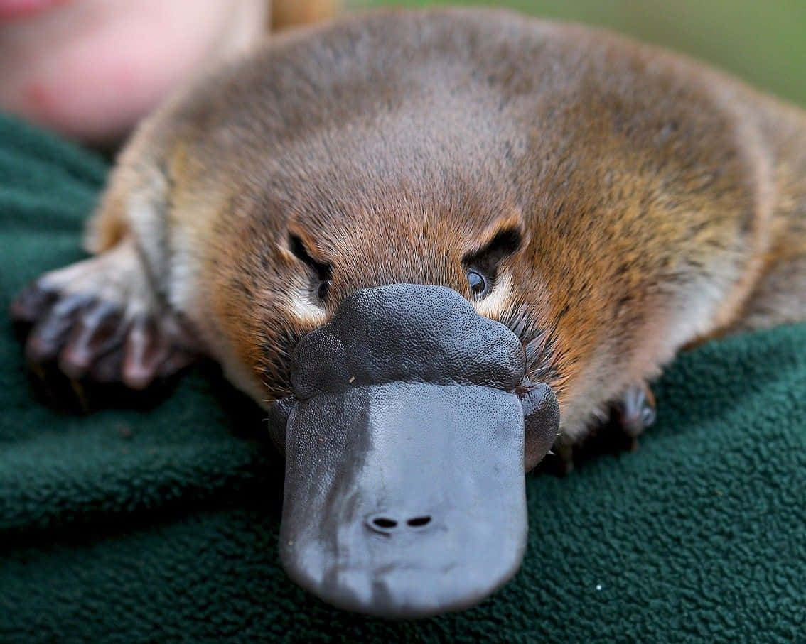 Closeup Platypus Resting Wallpaper