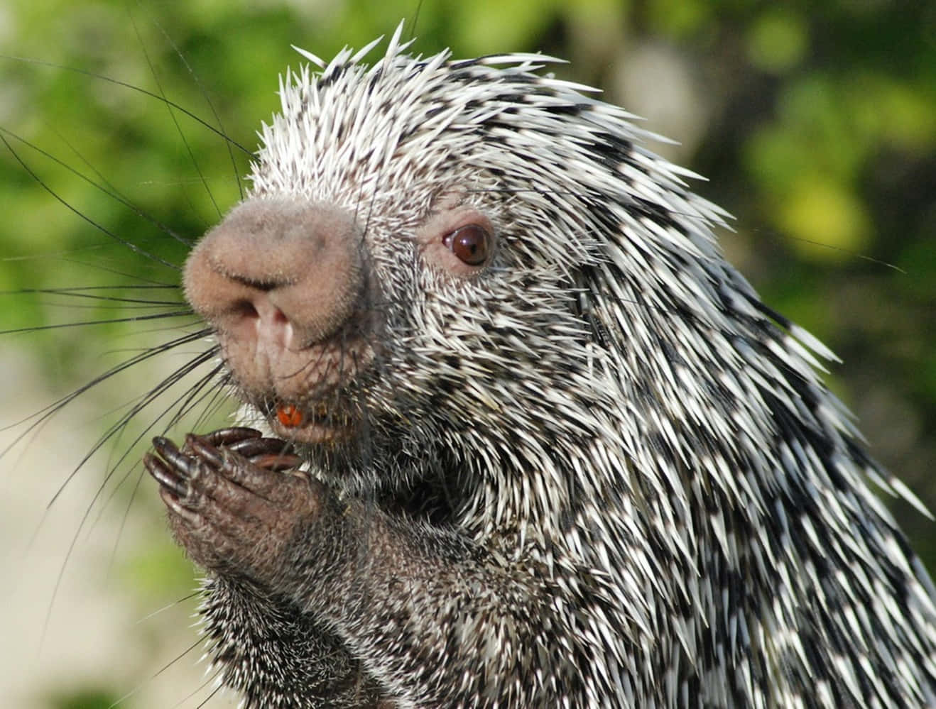 Closeup Porcupine Eating Wallpaper