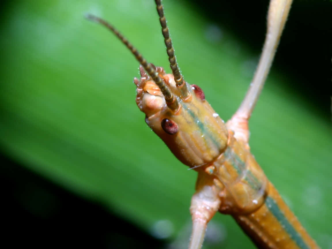 Closeup Walkingstick Insect Wallpaper