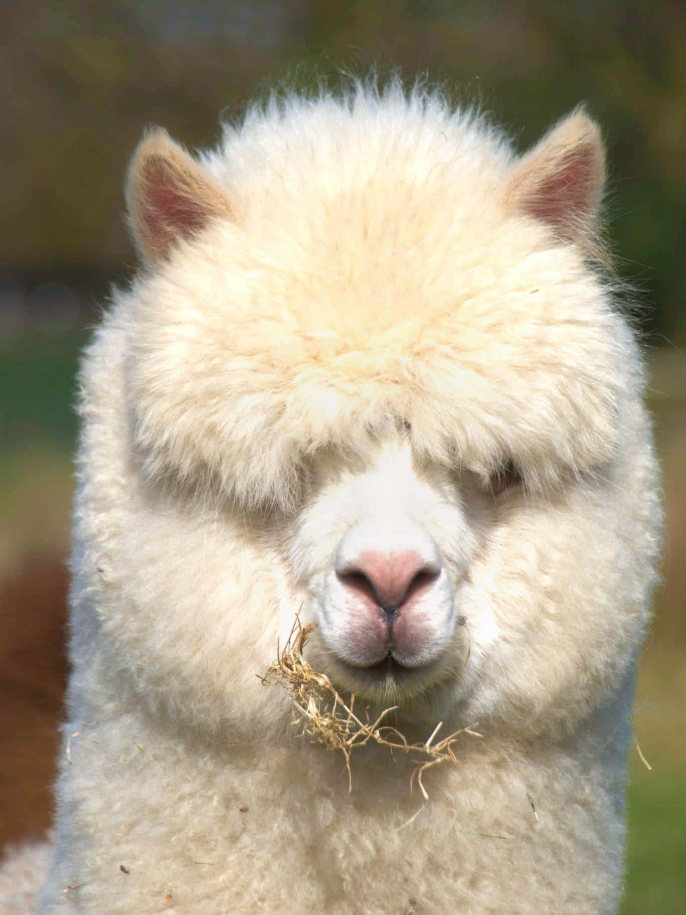 Closeup White Llama Eating Hay.jpg Wallpaper