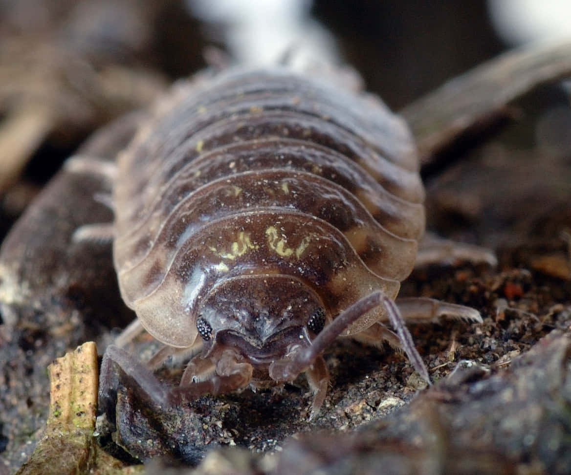 Closeup Woodlouse On Ground Wallpaper