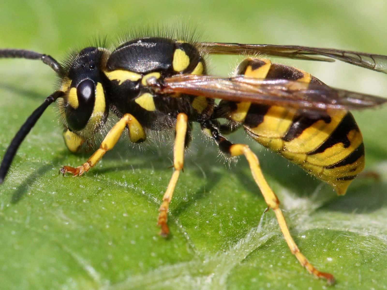 Closeup Yellowjacket Waspon Leaf Wallpaper