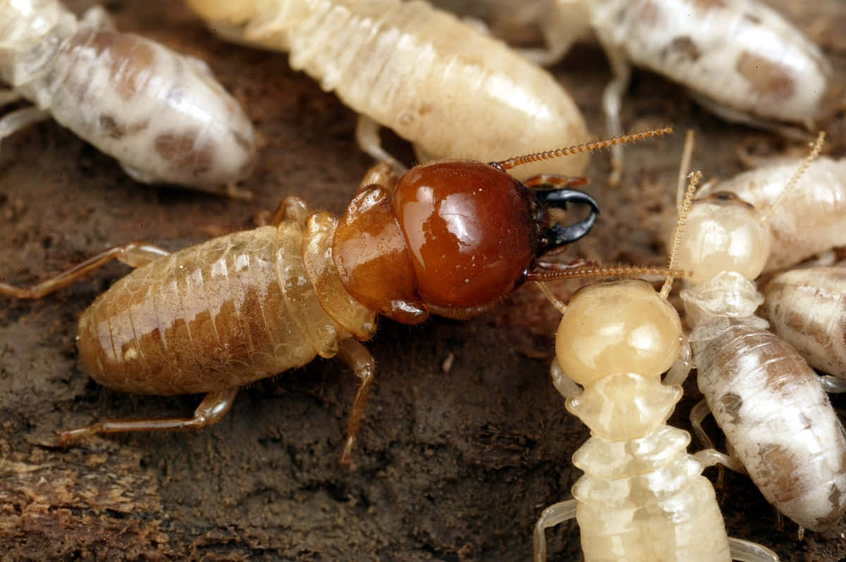 Closeupof Termiteson Wood Wallpaper