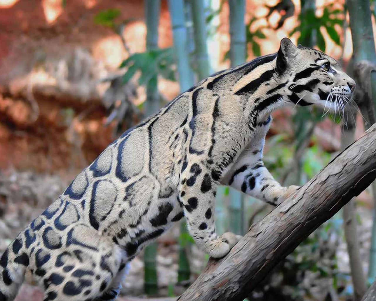 Clouded Leopard Cat Climbing Branch Wallpaper