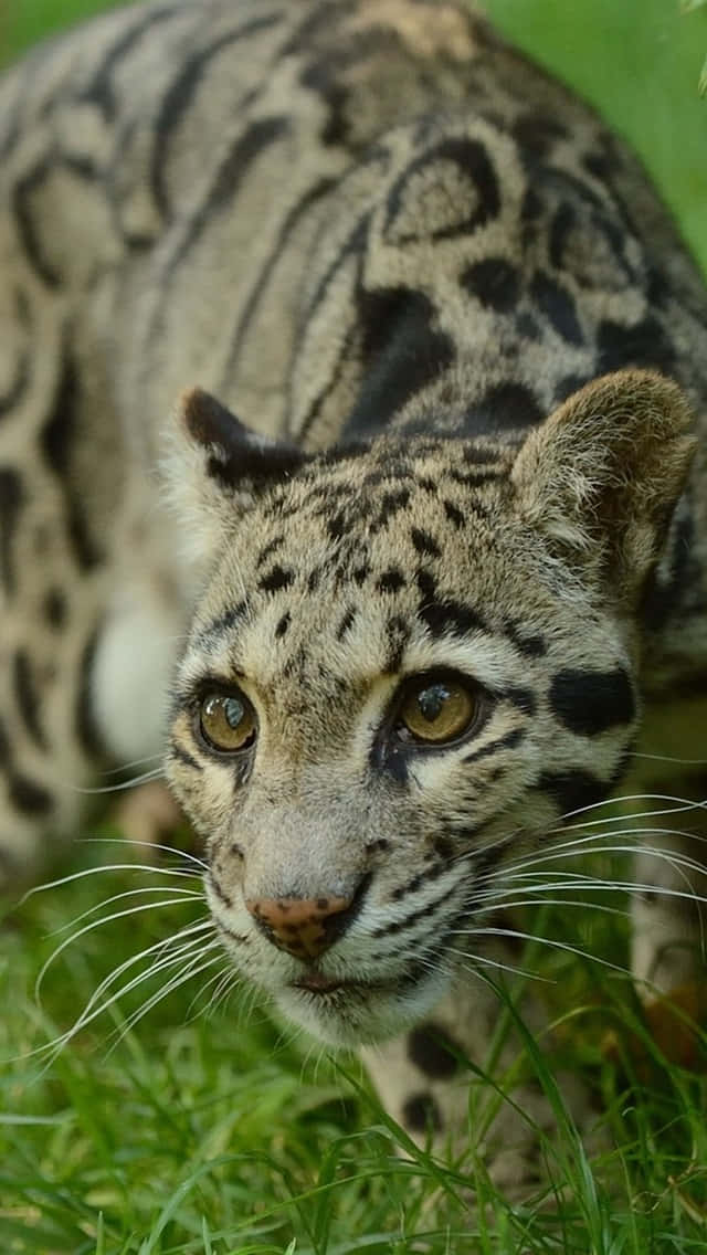 Clouded Leopard Close Up Wallpaper