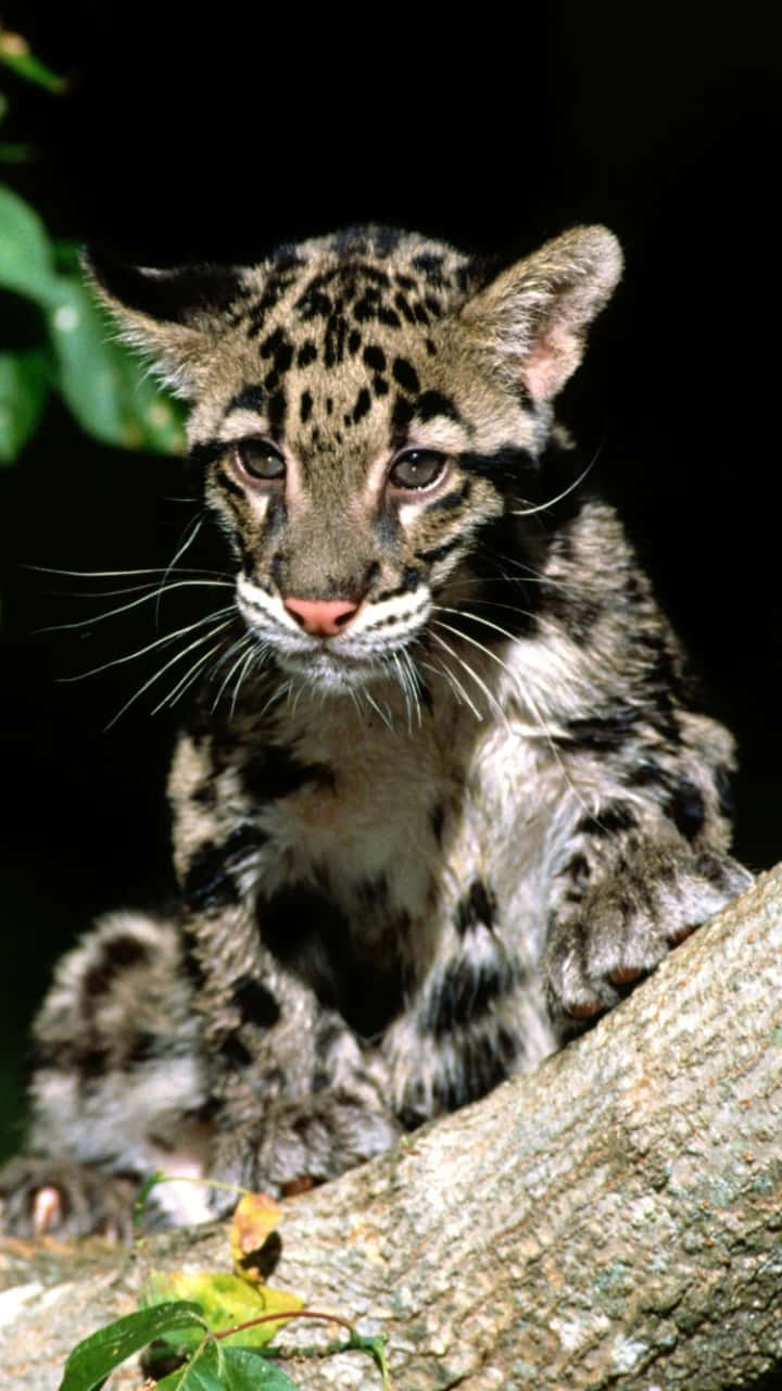 Clouded Leopard Cub Restingon Tree Wallpaper