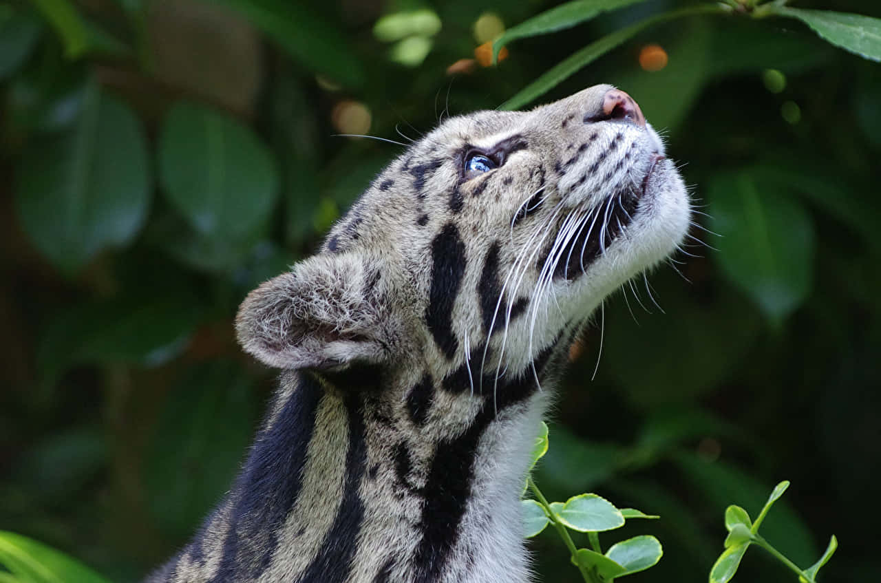 Clouded Leopard Gazing Upward Wallpaper