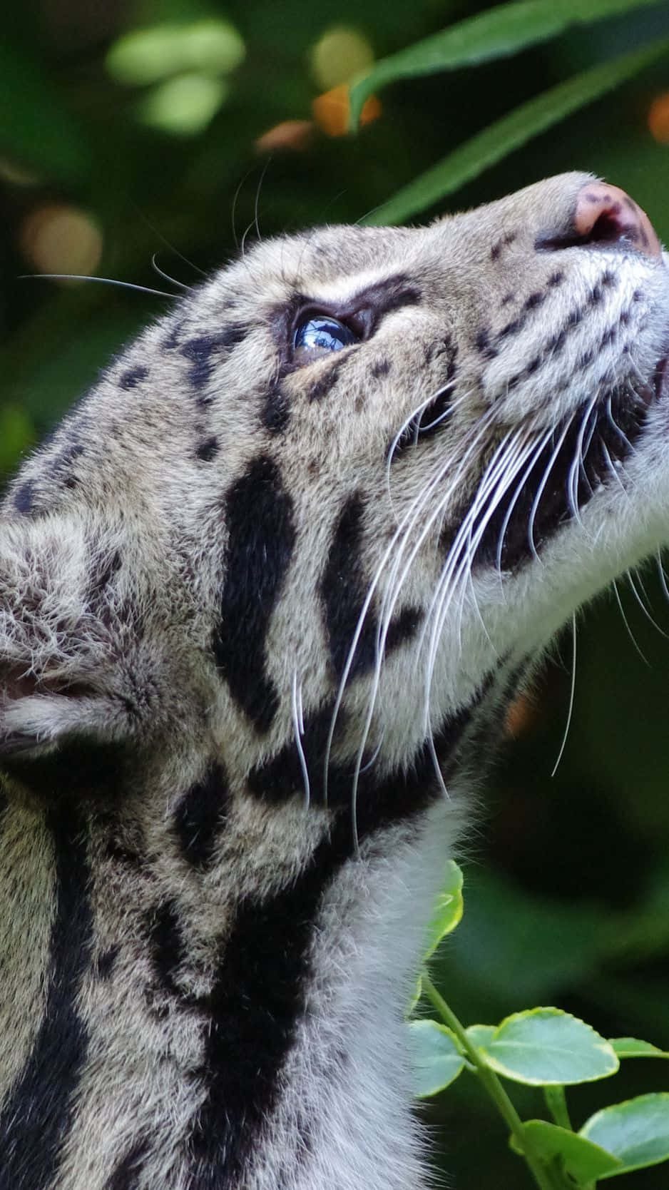 Clouded_ Leopard_ Gazing_ Upward.jpg Wallpaper