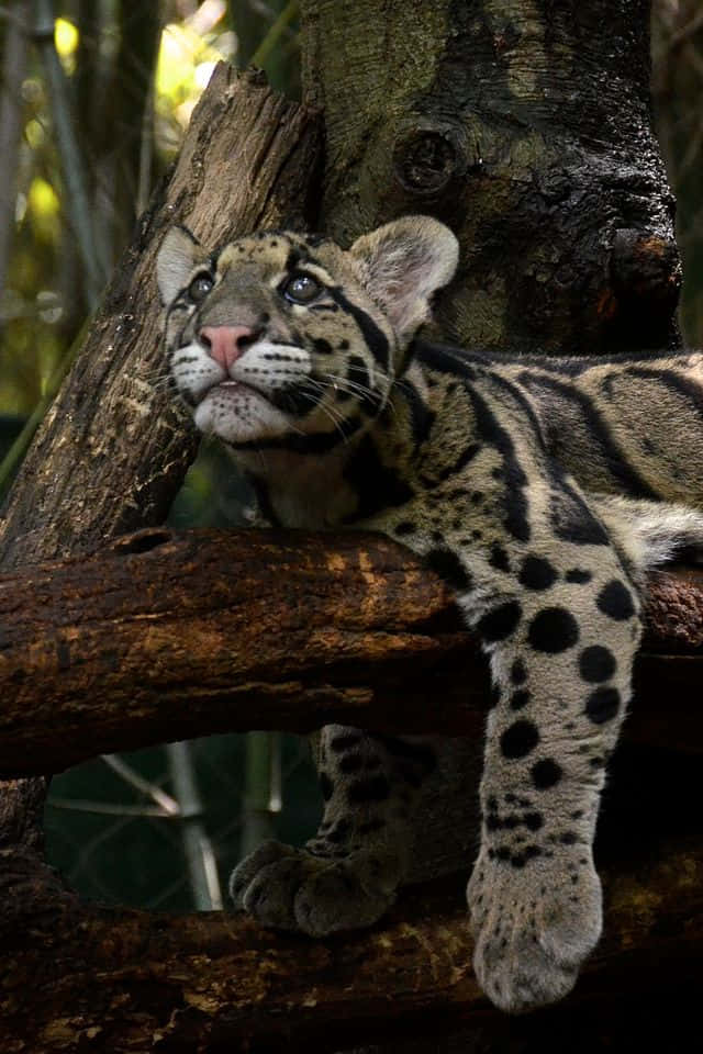 Clouded_ Leopard_ In_ Tree.jpg Wallpaper