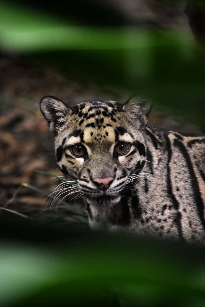 Clouded Leopard Peering Through Foliage.jpg Wallpaper