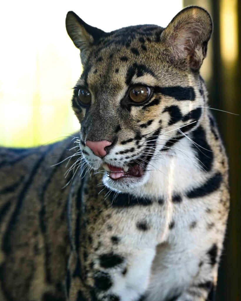 Clouded Leopard Portrait Wallpaper