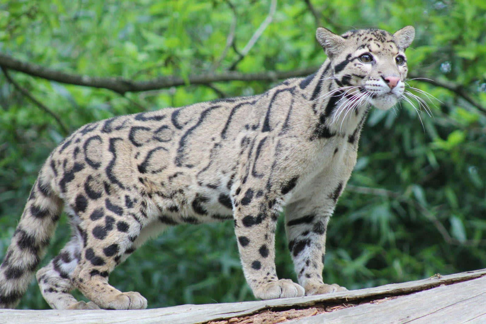 Clouded Leopardin Natural Habitat Wallpaper