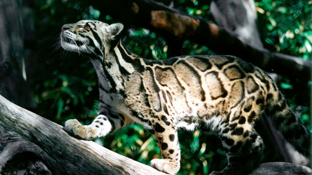 Clouded Leopardon Branch Wallpaper