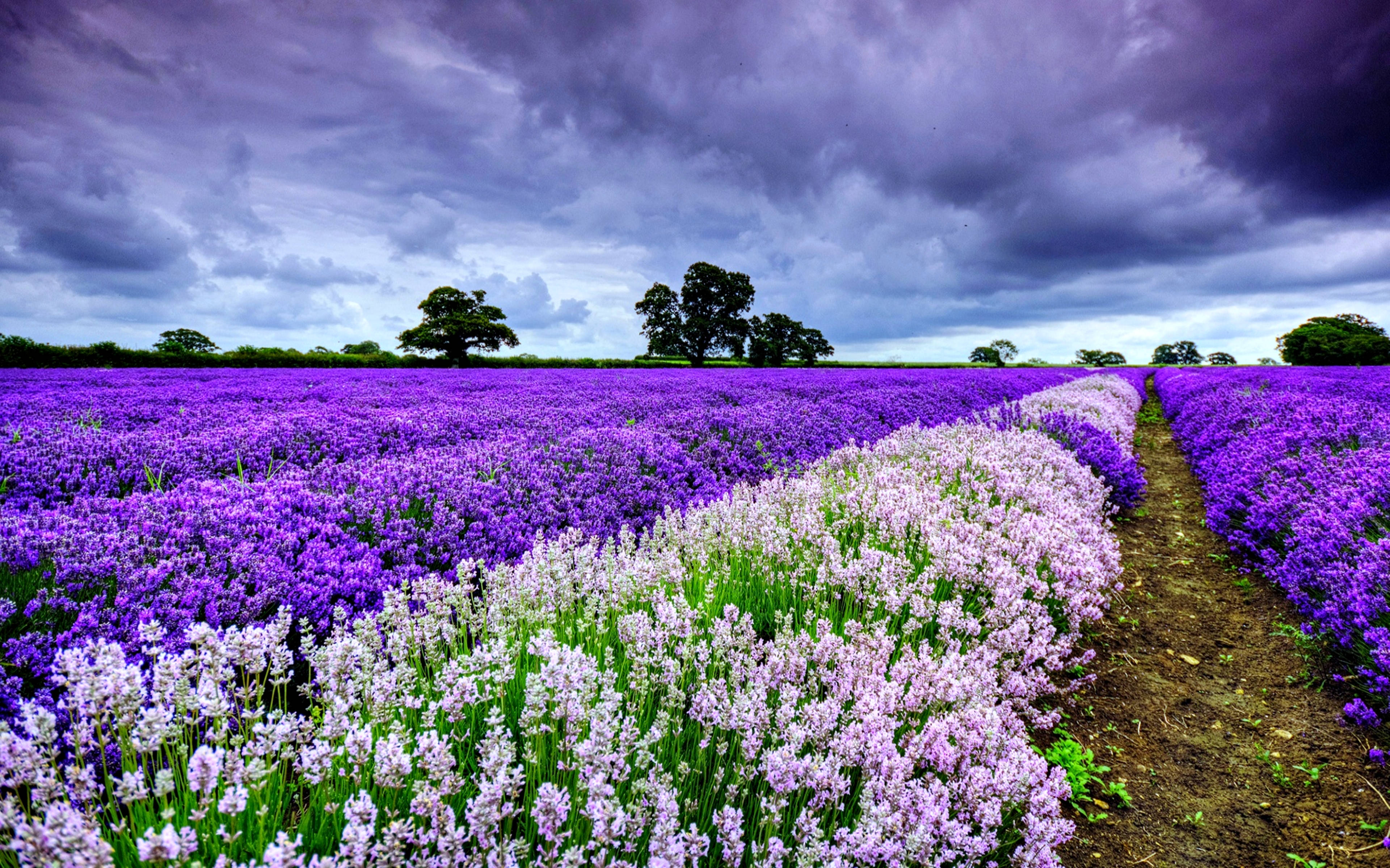 Cloudy Sky Above Lavender Desktop Wallpaper