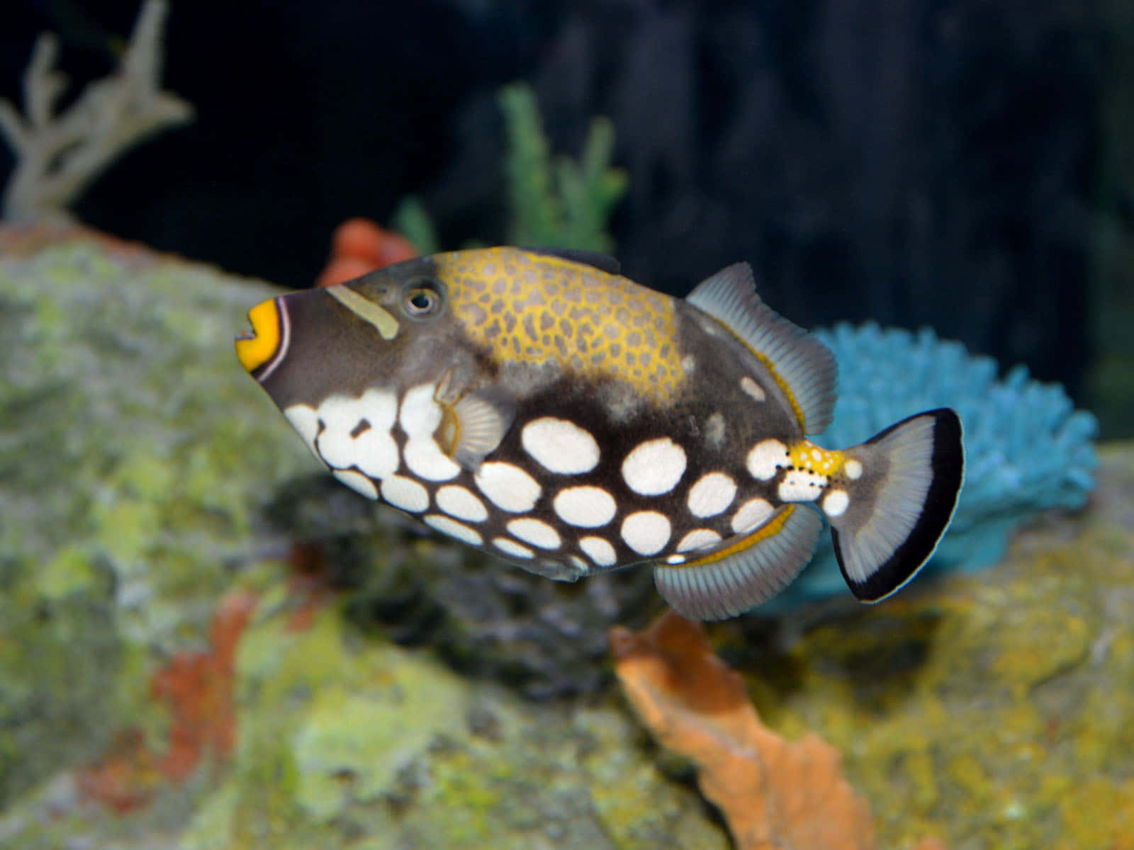 Clown Triggerfishin Aquatic Environment Wallpaper