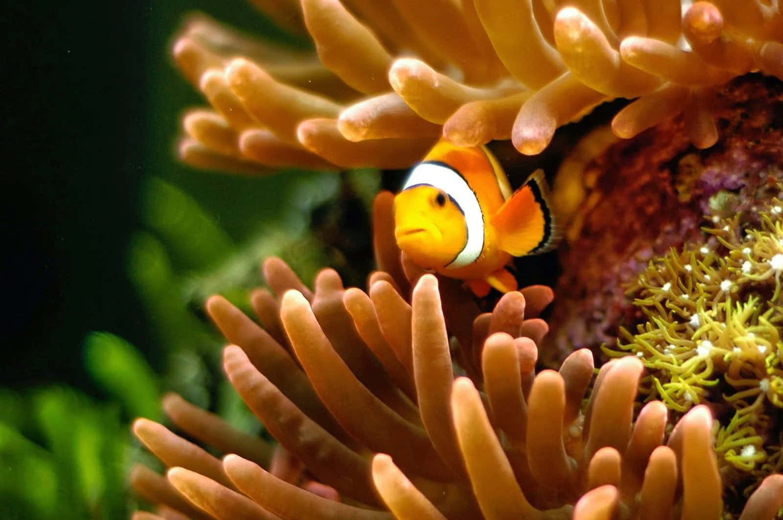 Clownfish Amidst Anemone Wallpaper