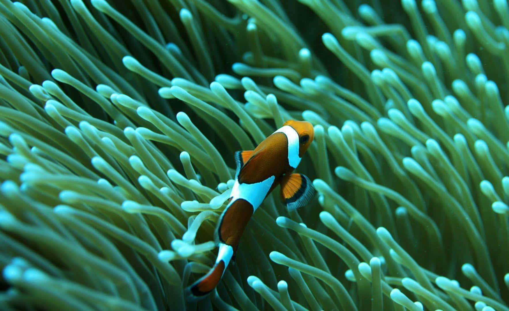 Clownfish Amidst Anemone Tentacles.jpg Wallpaper