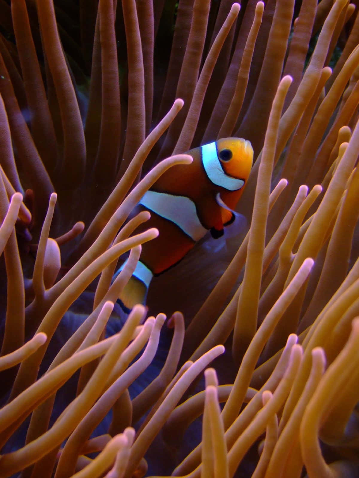 Clownfish Amidst Anemone Tentacles.jpg Wallpaper