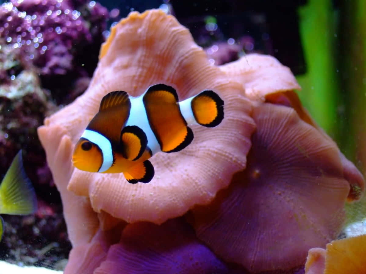 Clownfish Amidst Coral Reef.jpg Wallpaper