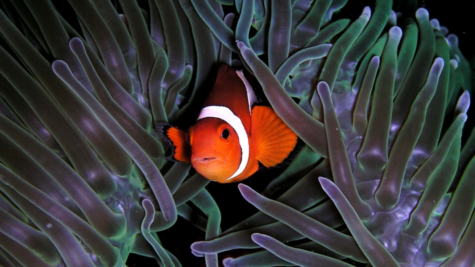 Clownfish_ Amongst_ Anemone_ Tentacles.jpg Wallpaper