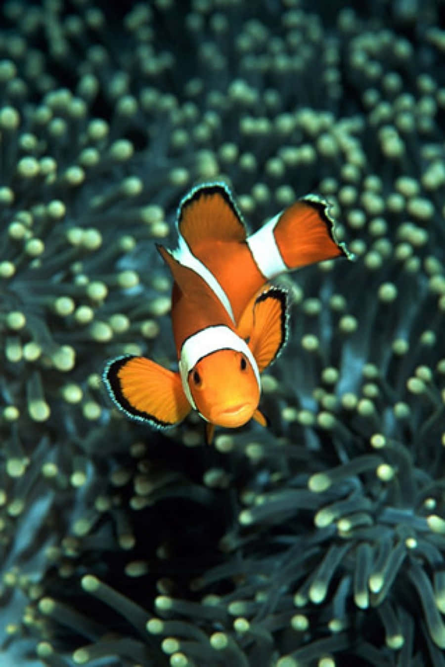 Clownfishin Anemone.jpg Wallpaper