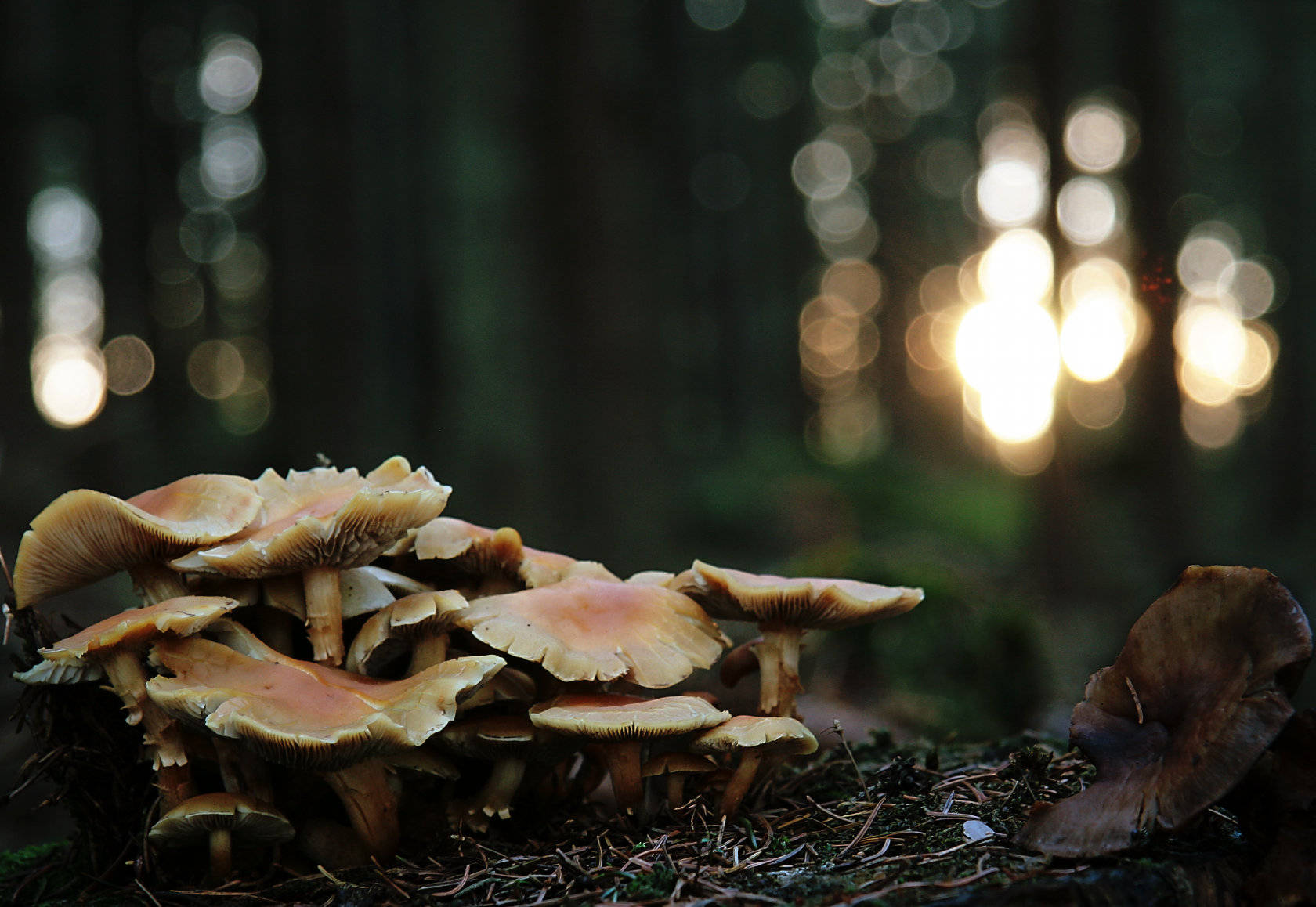 Cluster Of Cute Mushrooms With Unique Shape Wallpaper