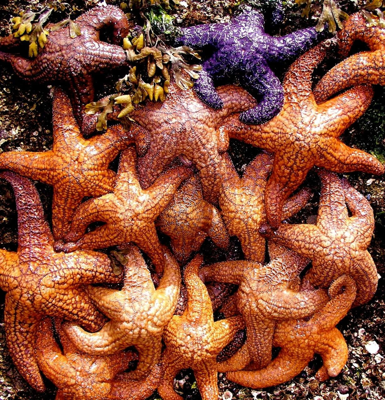 Cluster_of_ Starfish_on_ Shoreline Wallpaper