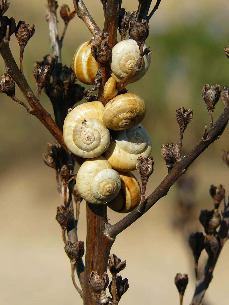 Clustered Snailson Branch Wallpaper