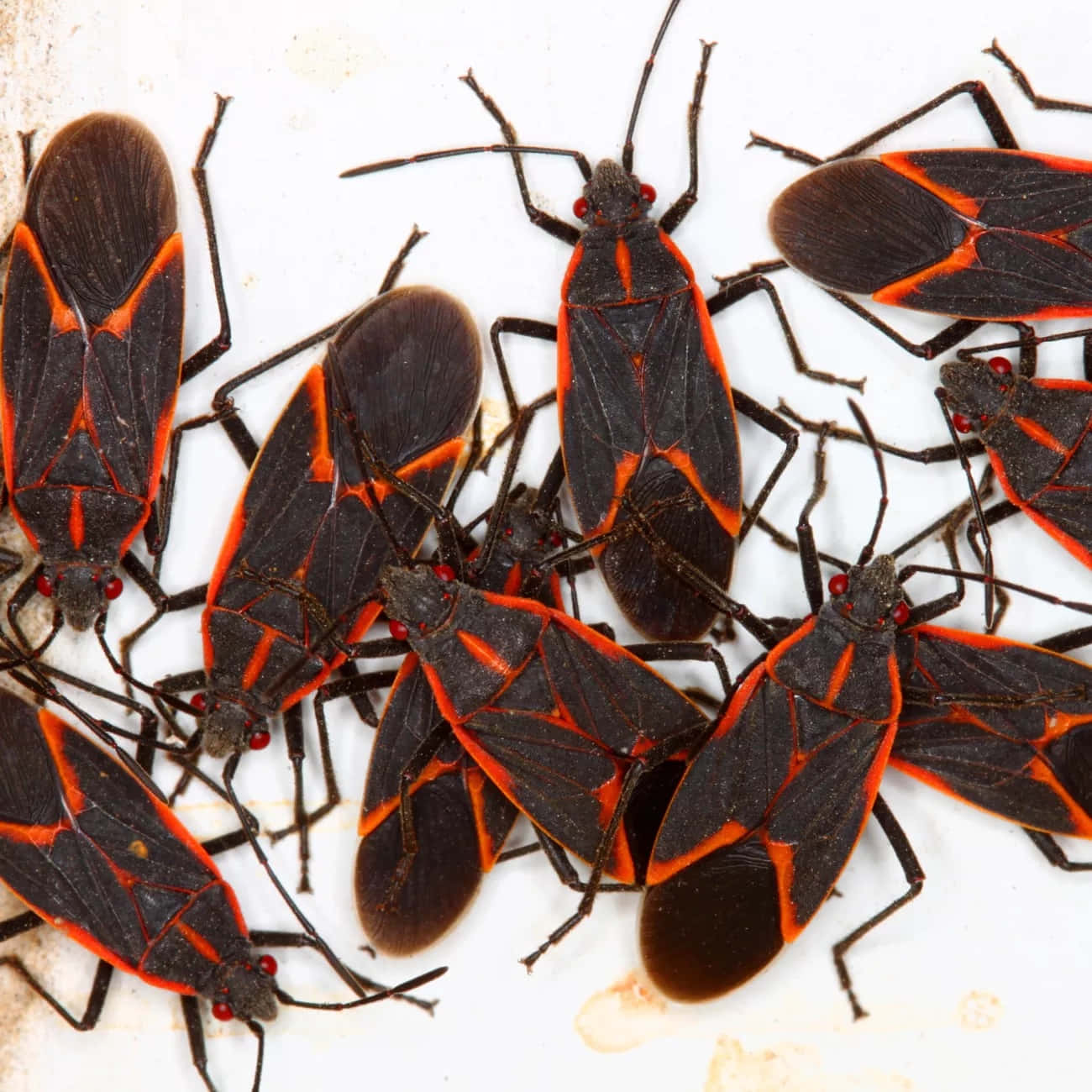 Clusterof Boxelder Bugs Wallpaper