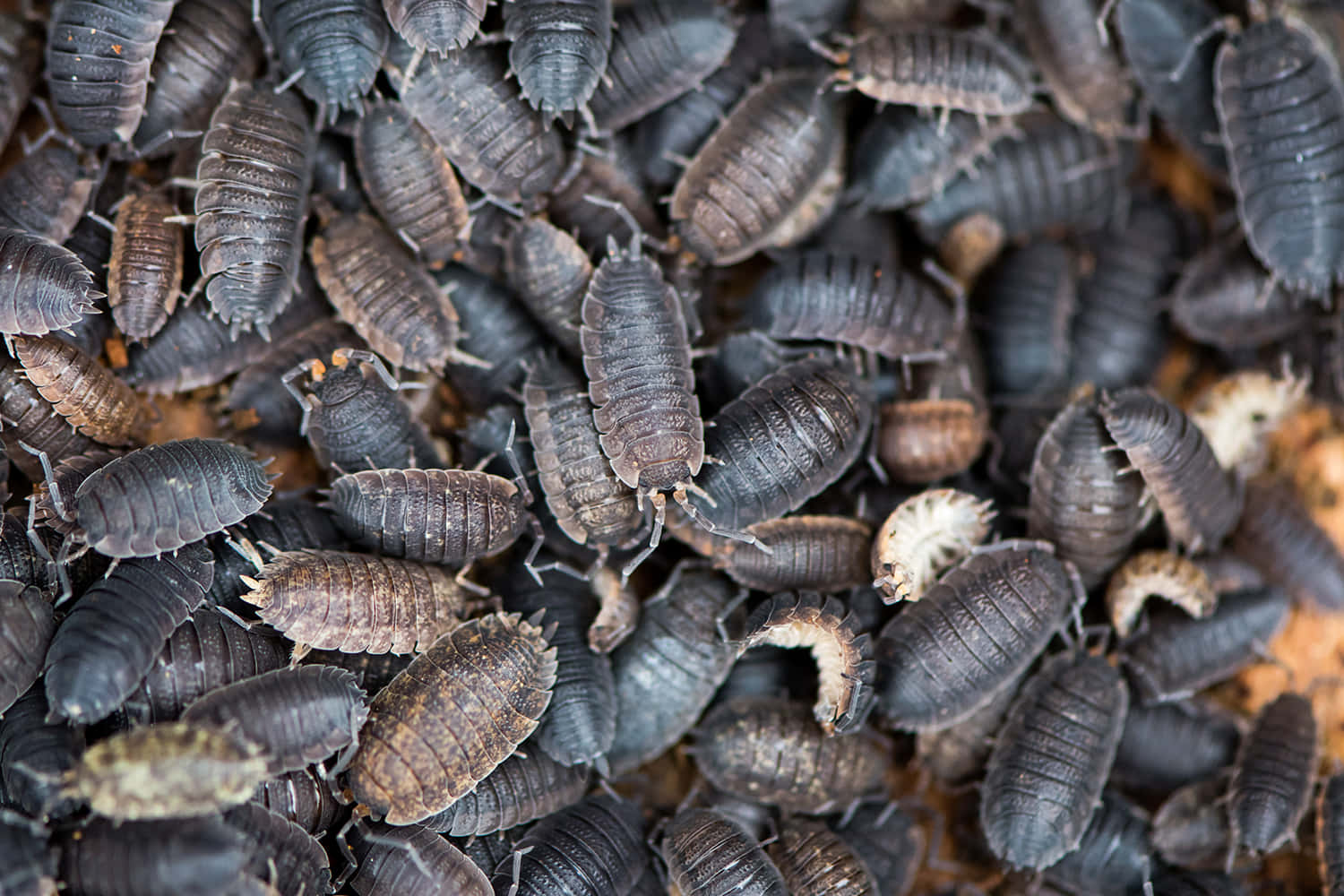 Clusterof Woodlice.jpg Wallpaper