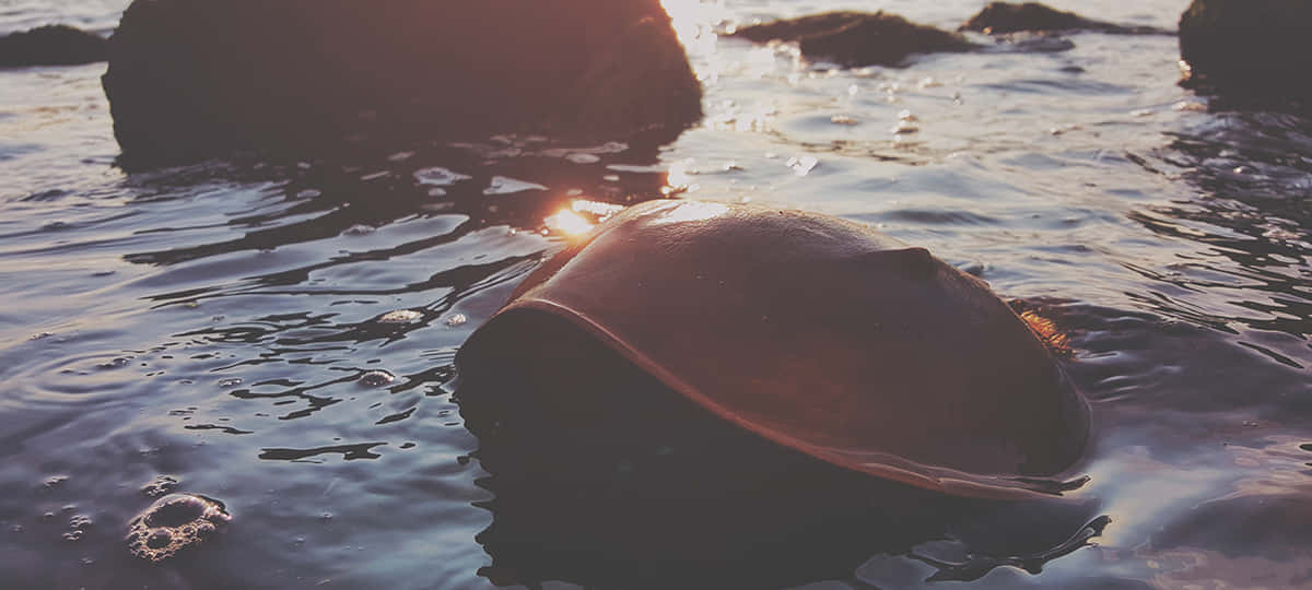 Coastal Living - A Horseshoe Crab On The Beach Wallpaper