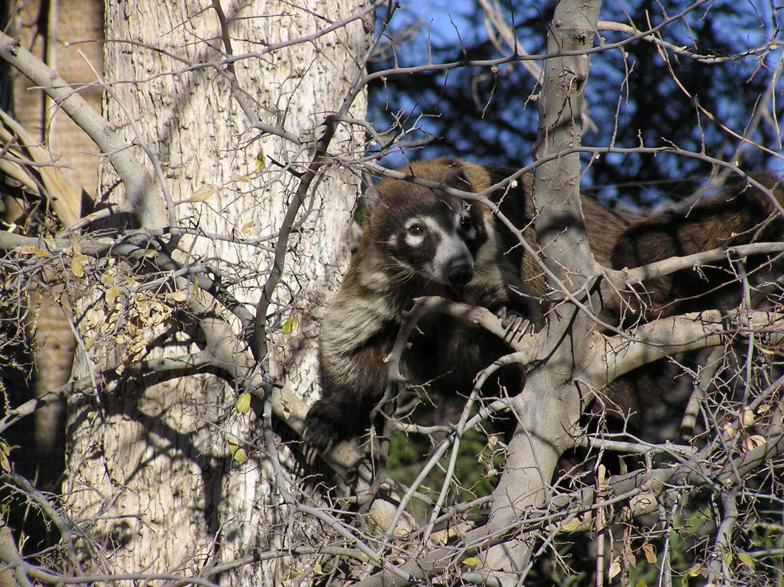 Coatiin Tree Bare Branches Wallpaper