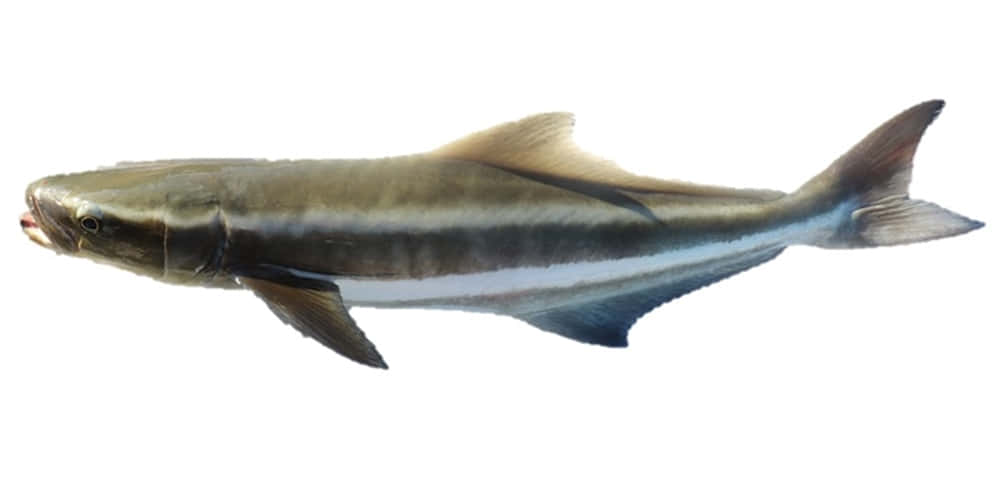 Cobia Fish Isolatedon White Background Wallpaper