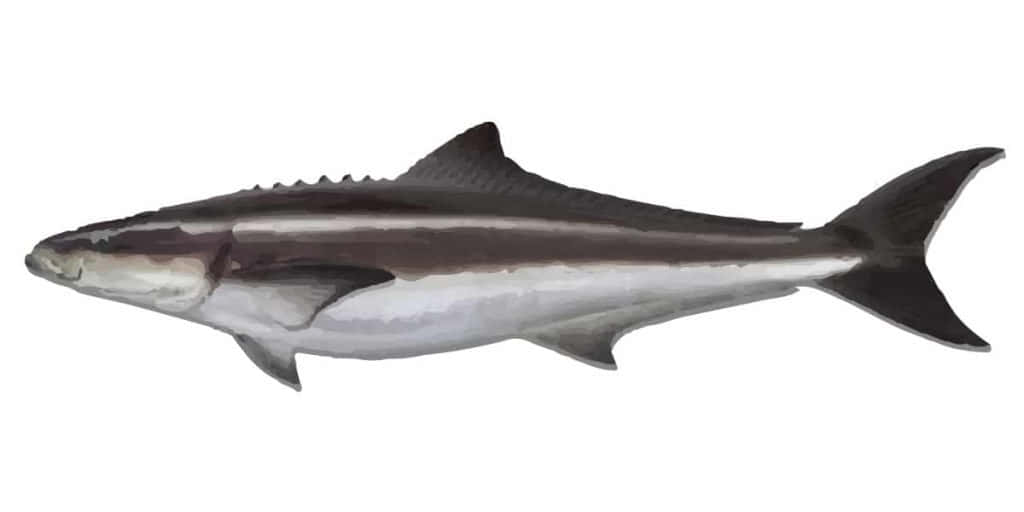 Cobia Fish Profile Wallpaper