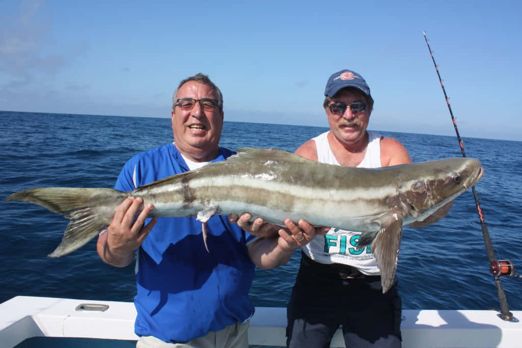 Cobia Fish Swimming Underwater Wallpaper