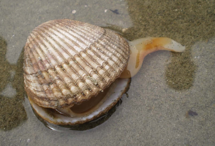 Cockle Shellon Sandy Beach Wallpaper