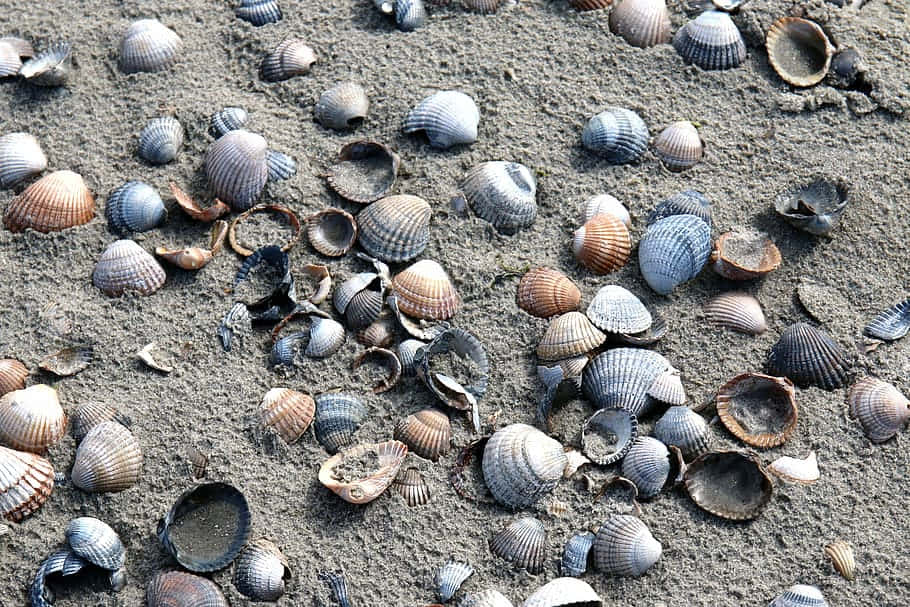 Cockle Shellson Sandy Beach Wallpaper