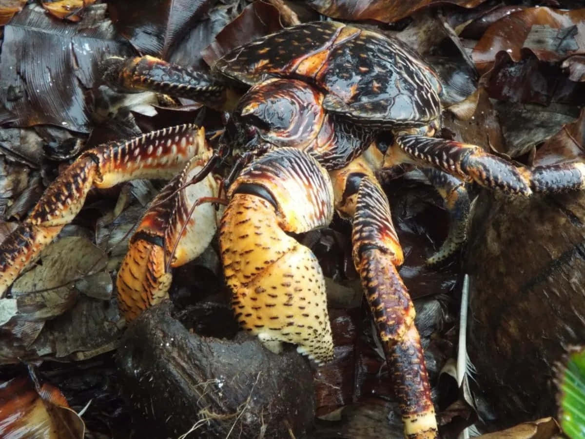 Coconut Crab Amidst Foliage.jpg Wallpaper