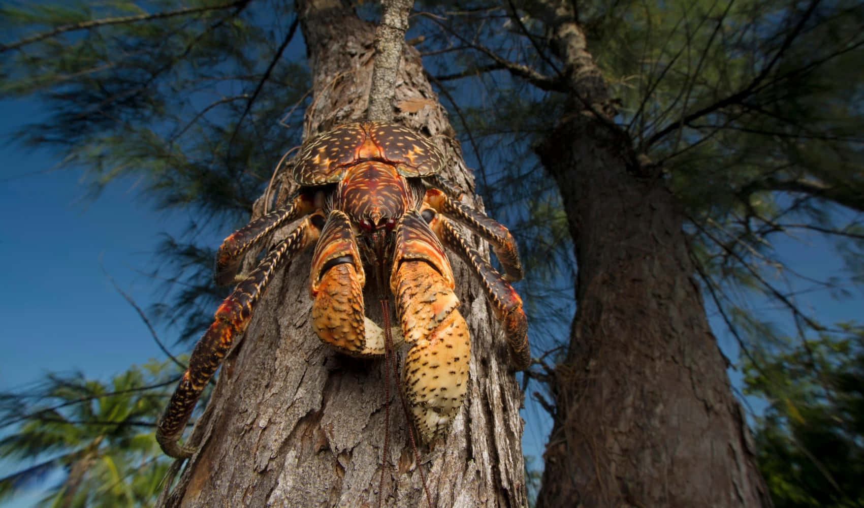 Coconut Crab Climbing Tree Wallpaper