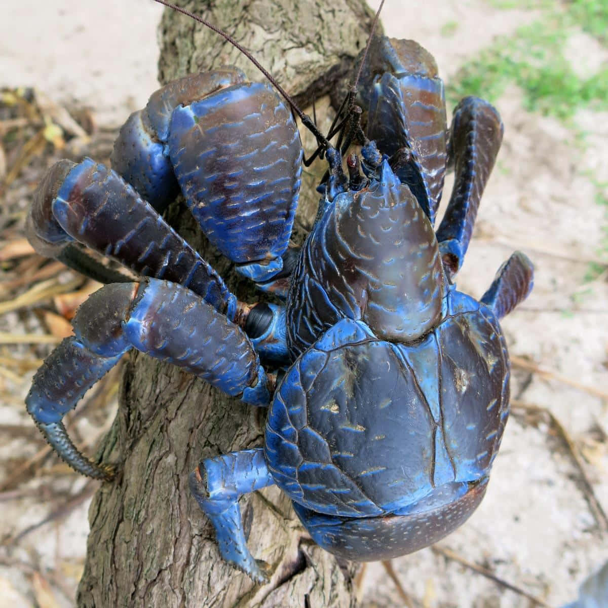 Coconut Crab Climbing Tree Wallpaper