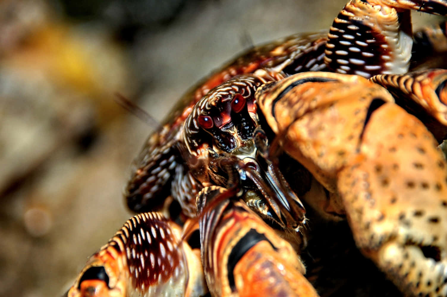 Coconut Crab Close Up Wallpaper